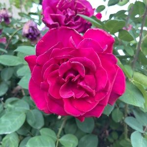 Meet your Posher, Michaela